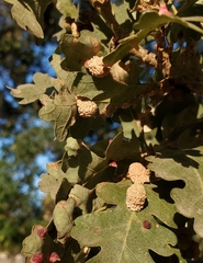 Cynips multipunctata