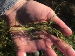 Zannichellia palustris