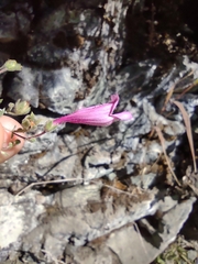 Penstemon richardsonii