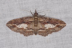 Chloroclystis filata