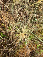 Spinifex