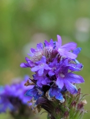 Verbena macdougalii