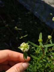 Spermacoce verticillata