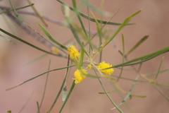 Acacia adsurgens