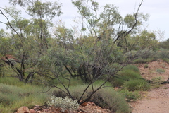 Acacia adsurgens