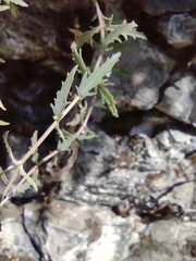 Penstemon richardsonii