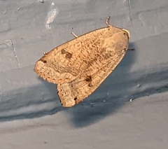 Abagrotis alternata