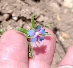 Anagallis