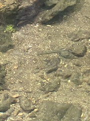 Rhinichthys atratulus