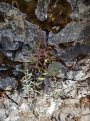 Penstemon richardsonii