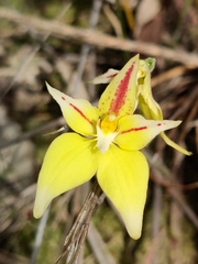 Caladenia flava flava