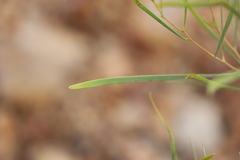 Acacia adsurgens