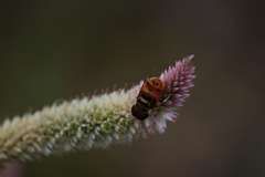 Phytomia