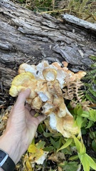 Laetiporus conifericola