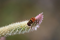 Phytomia