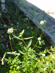 Spermacoce verticillata
