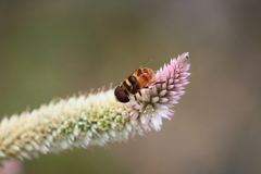 Phytomia