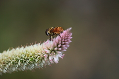 Phytomia