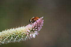 Phytomia