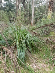 Gahnia sieberiana