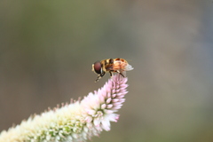 Phytomia