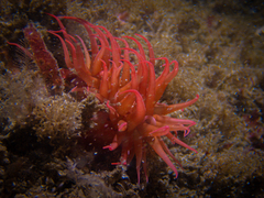 Anemonia alicemartinae