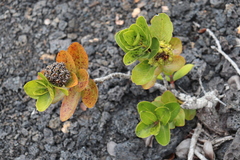 Metrosideros polymorpha