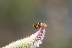 Phytomia