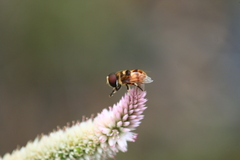 Phytomia