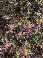 Chamaenerion angustifolium