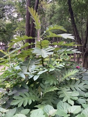 Bocconia frutescens
