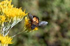 Paradejeania rutilioides