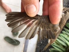 Ramsayornis modestus