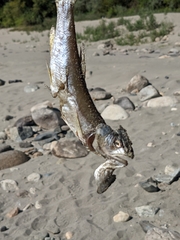 Salmoninae