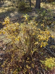 Rhododendron dauricum