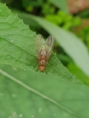 Lauxaniidae