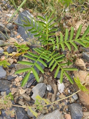 Pterocarya stenoptera