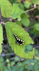 Acronicta funeralis