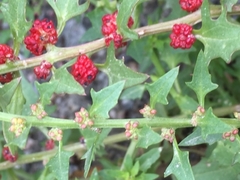 Blitum virgatum