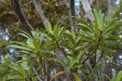Brachyglottis kirkii