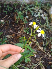 Bidens alba