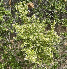Baccharis pilularis