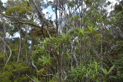 Brachyglottis kirkii