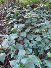 Dicliptera chinensis