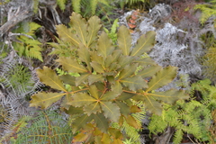Pseudopanax discolor