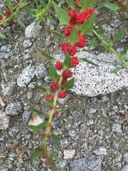 Blitum virgatum