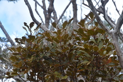 Pseudopanax discolor