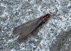 Zootermopsis nevadensis