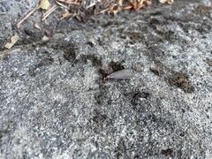 Zootermopsis nevadensis