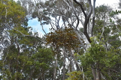 Pseudopanax discolor